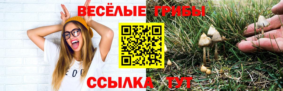 Псилоцибиновые грибы мицелий Балтийск